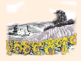 Lavandes et tounesol